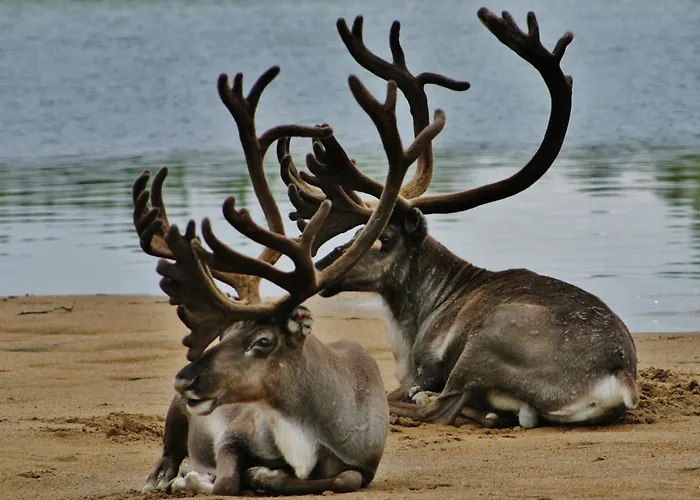 Hotel Ivalo Szálloda Ivalo