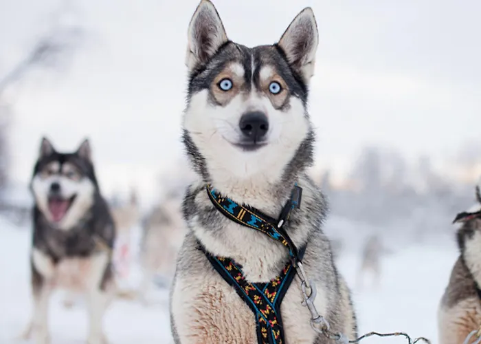 Szálloda Hotel Ivalo