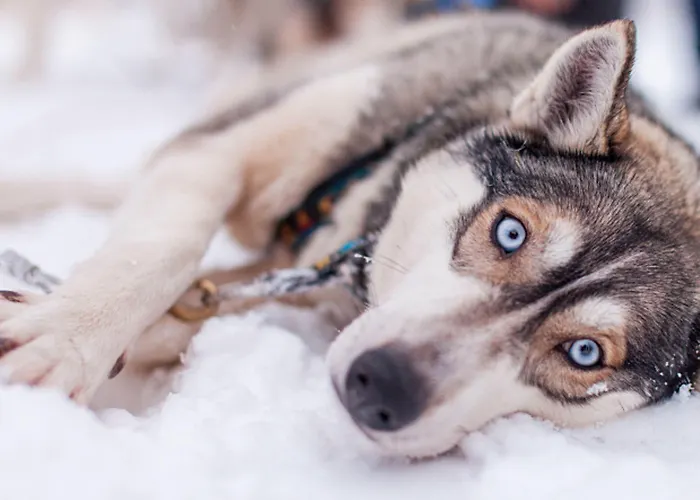 Hotel Ivalo Szálloda Ivalo